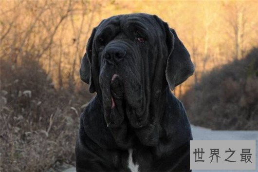 世界上最大的十个狗品种排名,大丹犬甚至比马高(2.2米高)