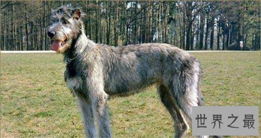 世界上最大的十个狗品种排名,大丹犬甚至比马高(2.2米高)