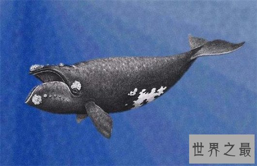 世界上最大的动物排行榜,鲸类占八位,蓝鲸最大