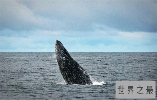 世界上最大的动物排行榜,鲸类占八位,蓝鲸最大
