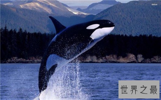 世界上最大的动物排行榜,鲸类占八位,蓝鲸最大