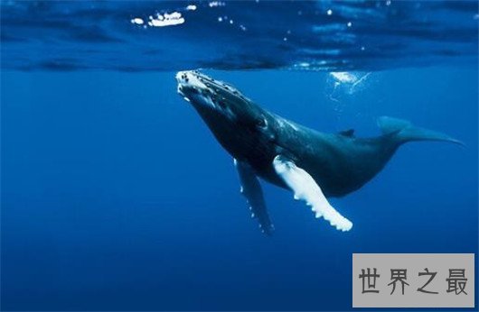 世界上最大的动物排行榜,鲸类占八位,蓝鲸最大