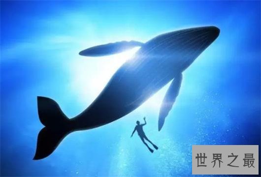 世界上最大的动物排行榜,鲸类占八位,蓝鲸最大