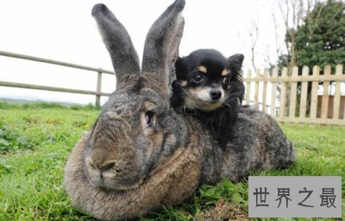 世界上最大的兔子,长达一米多!