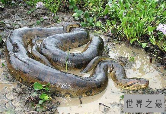 世界上最大的蛇能长到12米,体重能达到700斤左右