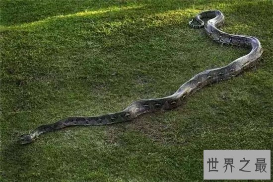 世界上最大的蛇能长到12米,体重能达到700斤左右