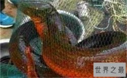 世界上最大的黄鳝，1.5米长重36斤，有成人小腿粗细