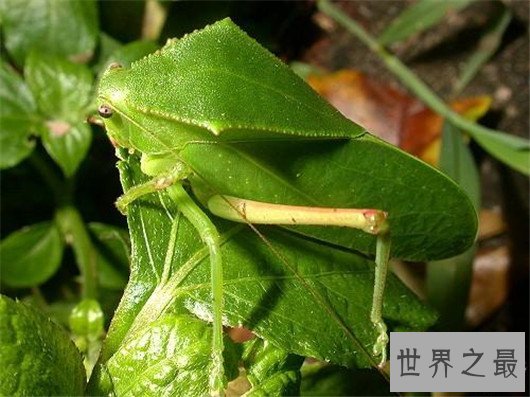世界上最大的昆虫,竹节虫超半米排第一,泰坦甲虫仅第四