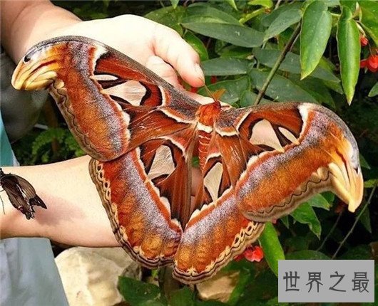 世界上最大的昆虫,竹节虫超半米排第一,泰坦甲虫仅第四