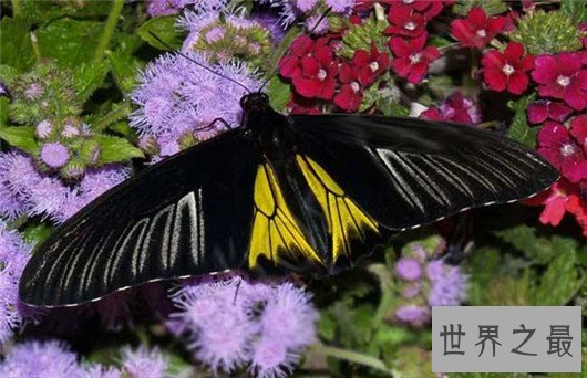 世界上最大的昆虫,竹节虫超半米排第一,泰坦甲虫仅第四