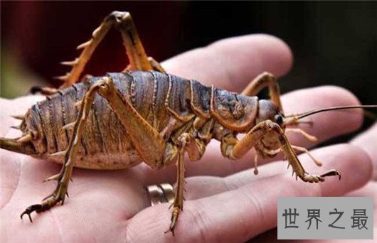 世界上最大的昆虫,竹节虫超半米排第一,泰坦甲虫仅第四