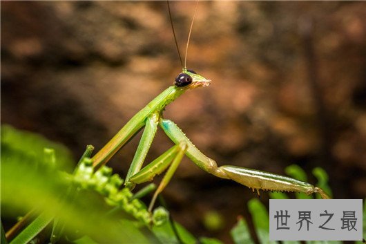 世界上最大的昆虫,竹节虫超半米排第一,泰坦甲虫仅第四