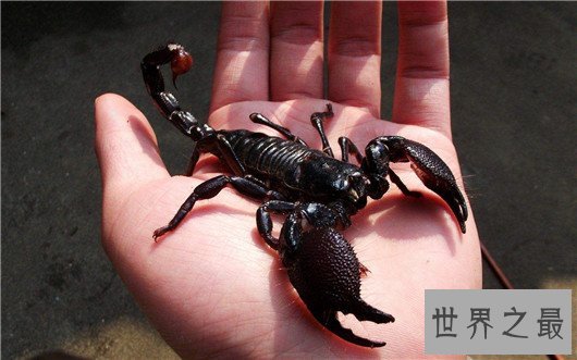 世界上最大的蝎子,非洲帝王蝎均长40厘米(分泌的毒液能救人)