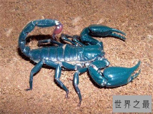 世界上最大的蝎子,非洲帝王蝎均长40厘米(分泌的毒液能救人)