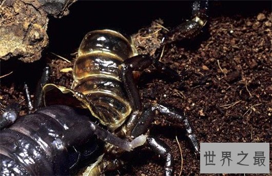 世界上最大的蝎子,非洲帝王蝎均长40厘米(分泌的毒液能救人)