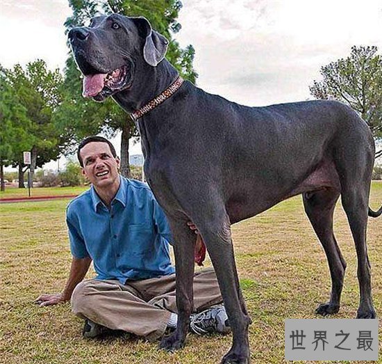 世界最高大的狗体重破百公斤,看到动物受伤会流泪