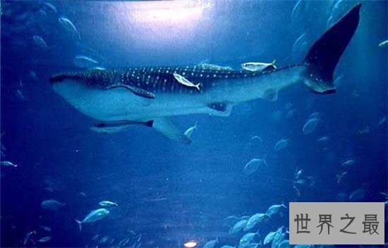 世界上最大的鲸鱼体重188吨,相当于25头成年大象
