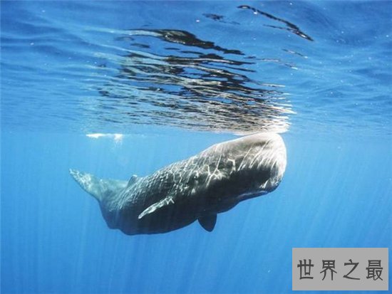 世界上最大的鲸鱼体重188吨,相当于25头成年大象