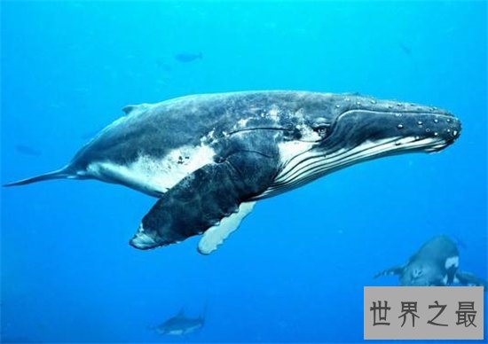 世界上最大的鲸鱼体重188吨,相当于25头成年大象