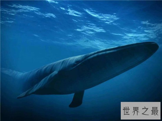 世界上最大的鲸鱼体重188吨,相当于25头成年大象