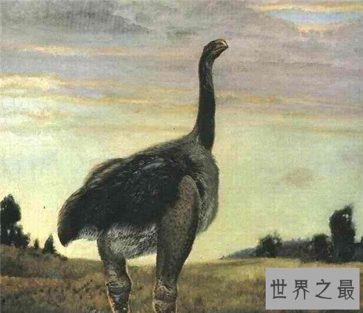 世界上最大的鸟,象鸟可达4.5米,体重过半吨