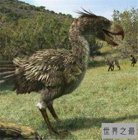 世界上最大的鸟,象鸟可达4.5米,体重过半吨