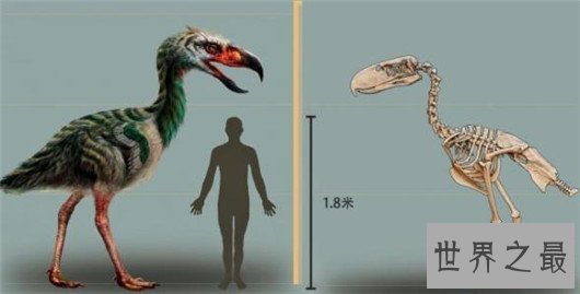 世界上最大的鸟,象鸟可达4.5米,体重过半吨