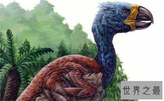 世界上最大的鸟,象鸟可达4.5米,体重过半吨