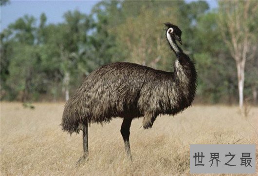 世界上最大的鸟,象鸟可达4.5米,体重过半吨