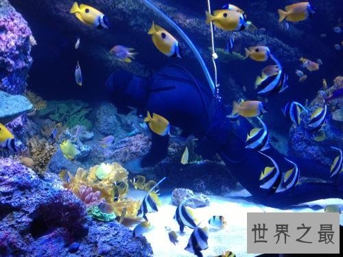 世界上最大的水族馆，第一2万立方米海洋生物10万多品种！