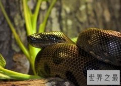 史上最大的蛇，绿水蟒出动众蛇逊色！