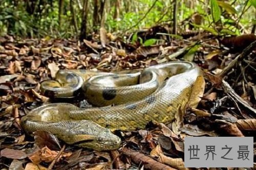 史上最大的蛇,绿水蟒出动众蛇逊色!