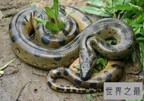 史上最大的蛇,绿水蟒出动众蛇逊色!