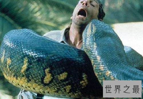 史上最大的蛇,绿水蟒出动众蛇逊色!