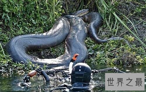 史上最大的蛇,绿水蟒出动众蛇逊色!