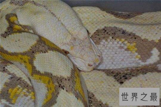 世界上最大的蛇,纳布恐怖巨蛇长达30米