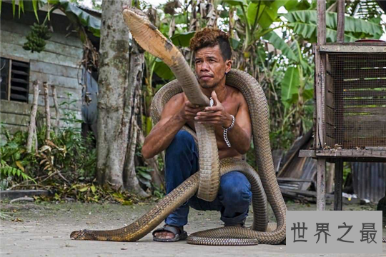 世界上最大的蛇,纳布恐怖巨蛇长达30米