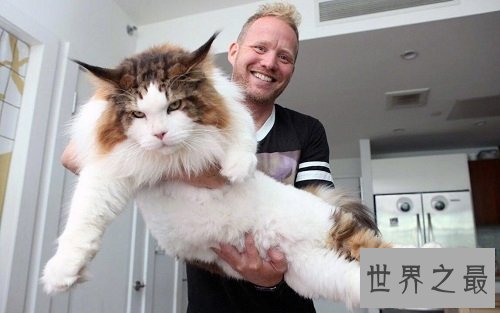 世界上最大的猫缅因猫,温柔巨猫呆萌逗趣!