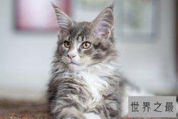 世界上最大的猫缅因猫，温柔巨猫呆萌逗趣！