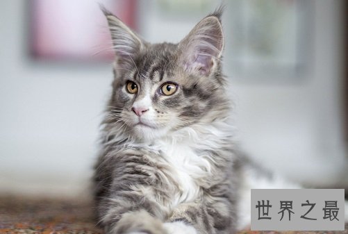 世界上最大的猫缅因猫,温柔巨猫呆萌逗趣!