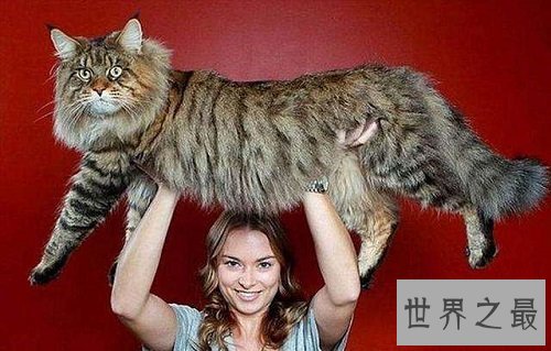世界上最大的猫缅因猫,温柔巨猫呆萌逗趣!