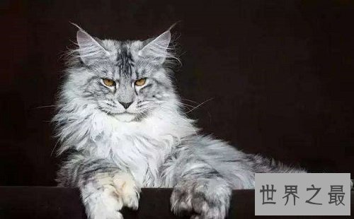 世界上最大的猫缅因猫,温柔巨猫呆萌逗趣!