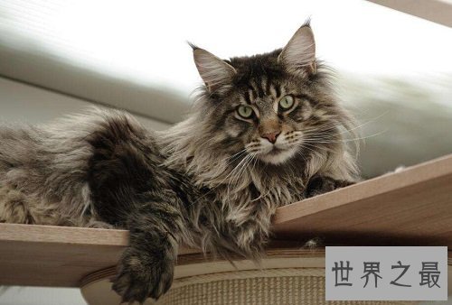 世界上最大的猫缅因猫,温柔巨猫呆萌逗趣!