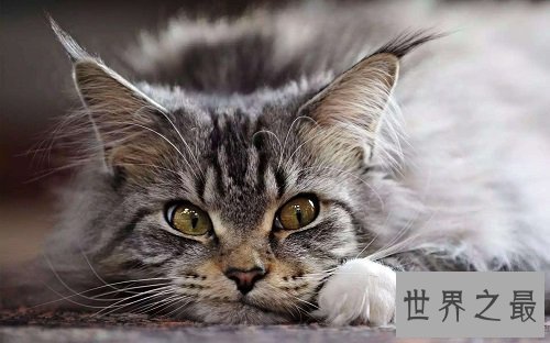 世界上最大的猫缅因猫,温柔巨猫呆萌逗趣!