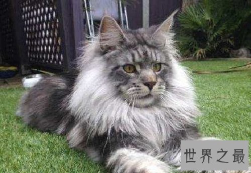 世界上最大的猫缅因猫,温柔巨猫呆萌逗趣!