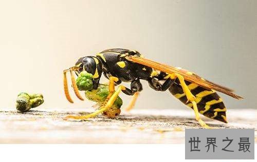 世界上最大的马蜂,它的毒刺居然这样长?