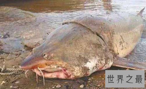 世界上最大的淡水鱼,居然是来自湄公河的它!