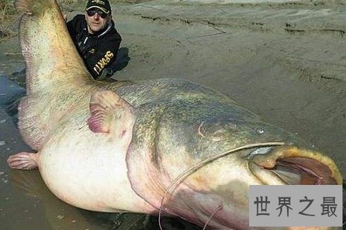 世界上最大的淡水鱼,居然是来自湄公河的它!
