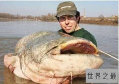 世界上最大的淡水鱼，居然是来自湄公河的它！