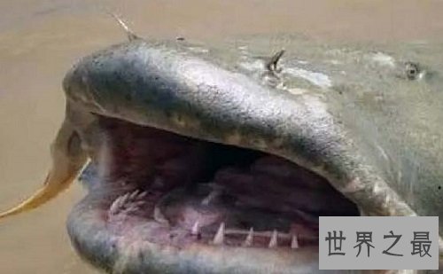 世界上最大的淡水鱼,居然是来自湄公河的它!